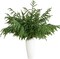 10 Pcs 36 Inch Artificial Norfolk Pine Stems Faux Christmas (Green) 0.78"D x 7.87"W x 36"H